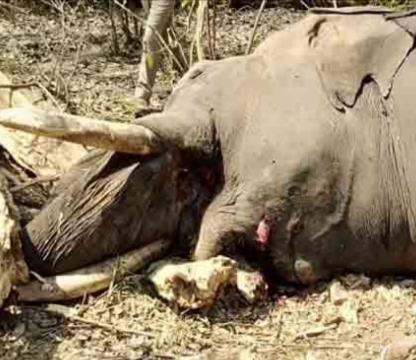 Rajaji tigers reserve: राजाजी टाइगर रिजर्व के कुनाउं रेंज मे आपसी संघर्ष में एक हाथी की मौत