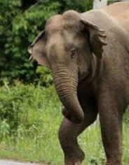 Elephant attack: मॉर्निंग वॉक पर गए पुलिसकर्मी पर हाथी ने बोला हमला,  मौत