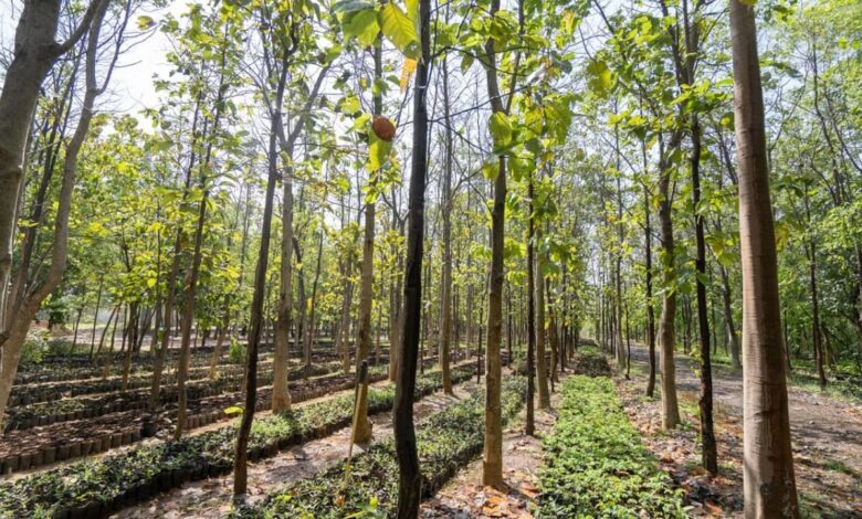 Uttarakhand: रामनगर में जंगल की जमानों के काले कारोबार की SIT जांच, DM की सिफारिश पर CM ने दी मंजूरी