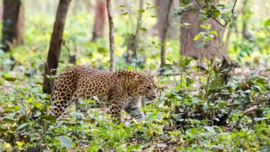 International Tiger Day 2024: कॉर्बेट टाइगर रिजर्व में बाघों की संख्या बढ़ी, चुनौतियां भी बढ़ी, वन विभाग अब इस प्रक्रिया में जुटा है