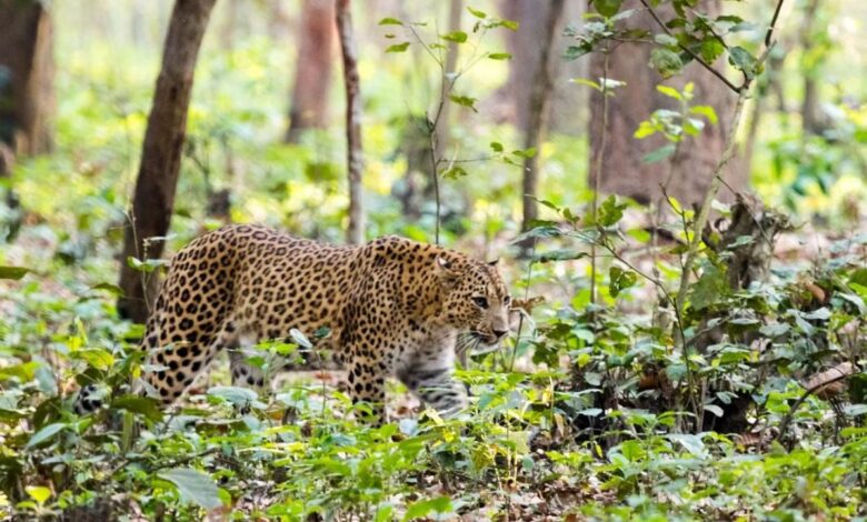 International Tiger Day 2024: कॉर्बेट टाइगर रिजर्व में बाघों की संख्या बढ़ी, चुनौतियां भी बढ़ी, वन विभाग अब इस प्रक्रिया में जुटा है