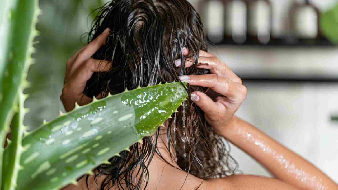 Aloe vera conditioner: एलोवेरा जेल से बनाएं हेयर कंडीशनर, झड़ते और सूखे बालों के लिए असरदार