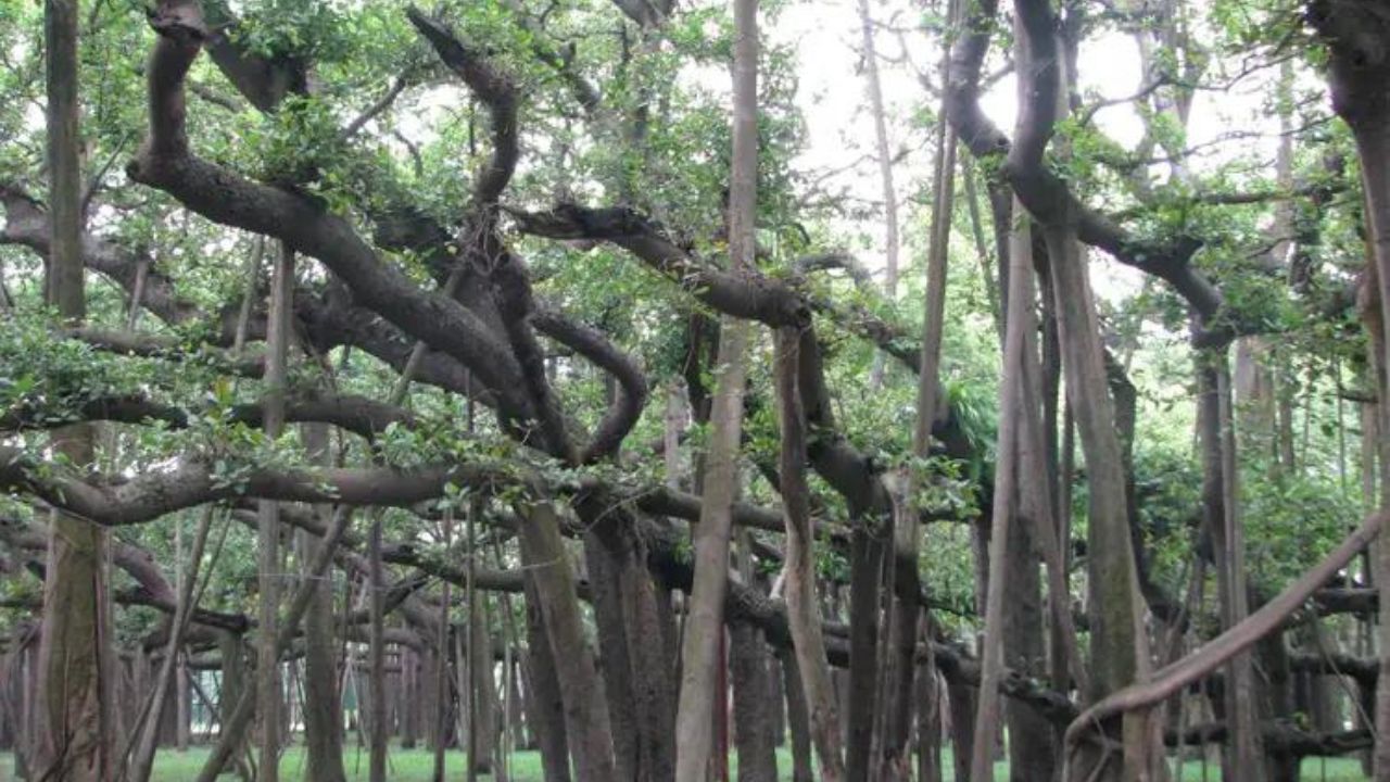 Dehradun: उत्तराखंड के 104 वर्ग किलोमीटर वन पर कब्जा... सैकड़ों पेड़ काटे गए, वन विभाग की भूमिका पर सवाल