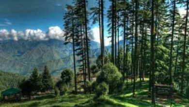 Dehradun: उत्तराखंड के 104 वर्ग किलोमीटर वन पर कब्जा… सैकड़ों पेड़ काटे गए, वन विभाग की भूमिका पर सवाल