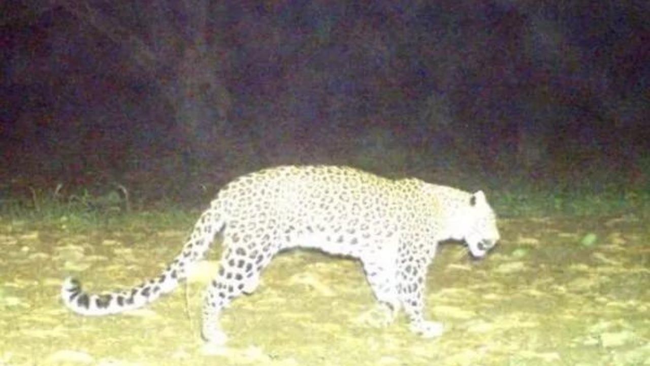 Uttarakhand News: 5 साल के मासूम बच्चे को बाघ ने बनाया शिकार, गाँव में मचा हड़कंप