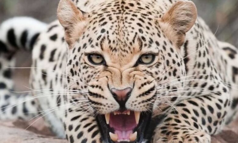 Uttarakhand News: 5 साल के मासूम बच्चे को बाघ ने बनाया शिकार, गाँव में मचा हड़कंप Uttarakhand News: 5 साल के मासूम बच्चे को बाघ ने बनाया शिकार, गाँव में मचा हड़कंप