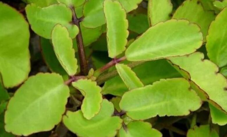 Patharchatta In Diabetes: डायबिटीज के मरीज इस तरह करें पत्थरचट्टा का उपयोग, कुछ ही दिनों में शुगर लेवल होने लगेगा कम