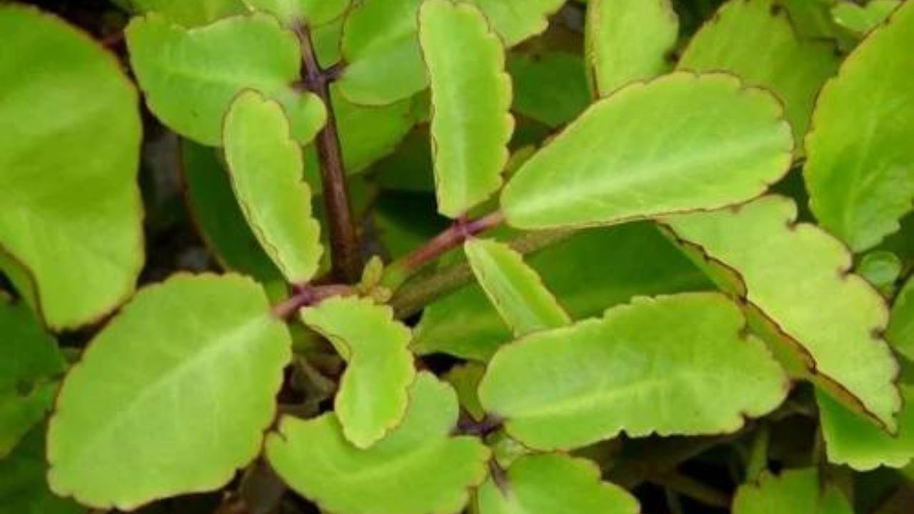 Patharchatta In Diabetes: डायबिटीज के मरीज इस तरह करें पत्थरचट्टा का उपयोग, कुछ ही दिनों में शुगर लेवल होने लगेगा कम