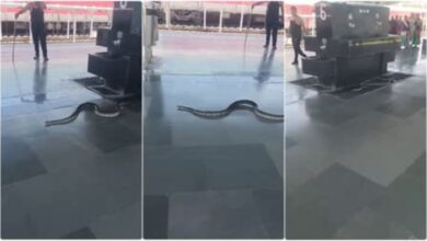 Yognagari railway station: ऋषिकेश के योगनगरी रेलवे स्टेशन पाया गया अजगर, यात्रियों में मची अफरा-तफरी