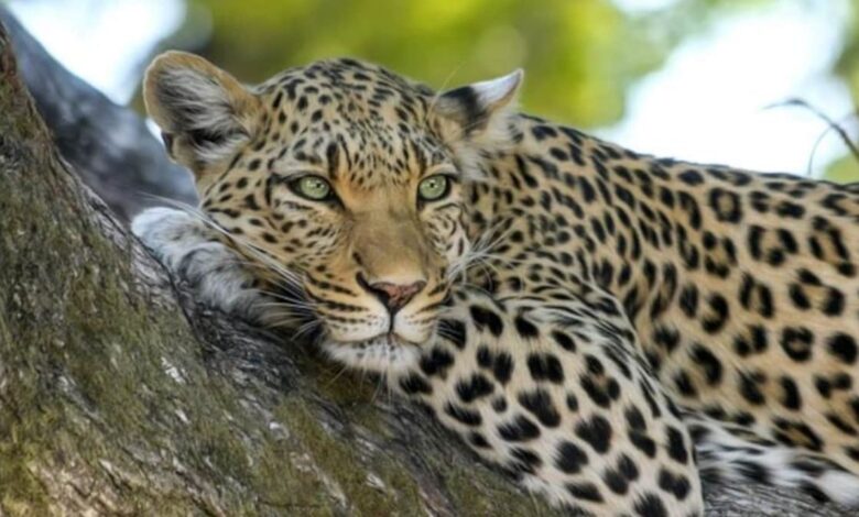 Uttarakhand: पिथौरागढ़  में घर में घुसा तेंदुआ, तीन महिलाओं पर किया हमला; शोर मचाने पर भागा जंगल की ओर