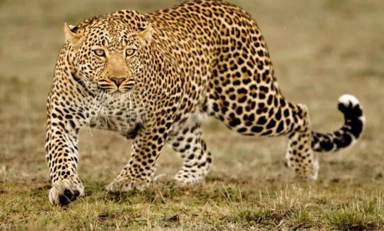 Dehradun News: देहरादून के एफआरआई में तेंदुए की हलचल से हड़कंप, 5 दिनों के लिए पर्यटकों के प्रवेश पर रोक