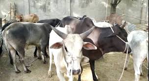 Bhagwanpur: गौ तस्करों पर कार्यवाही जारी, 150 किलो गौमाँस खुर व गौवंशीय अवशेष व एक बाइक व उपकरण बरामद