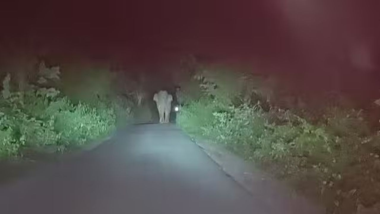 Haridwar: रेलवे ट्रैक पर हाथी के आने से मचा हड़कंप, वन विभाग और रेलवे प्रशासन अलर्ट Haridwar: रेलवे ट्रैक पर हाथी के आने से मचा हड़कंप, वन विभाग और रेलवे प्रशासन अलर्ट