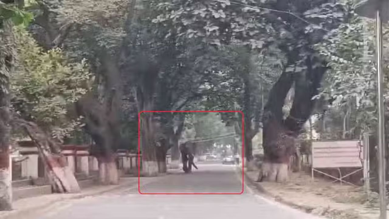 Haridwar: हाथी का जंगल से निकलकर गुरुकुल कांगरी विश्वविद्यालय के परिसर में प्रवेश, मच गई अफरा-तफरी Haridwar: हाथी का जंगल से निकलकर गुरुकुल कांगरी विश्वविद्यालय के परिसर में प्रवेश, मच गई अफरा-तफरी