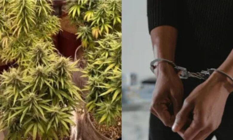 Greater Noida में फ्लैट में आधुनिक खेती के जरिये गांजा उगाने वाला आरोपी गिरफ्तार, हैरान कर देने वाली घटना