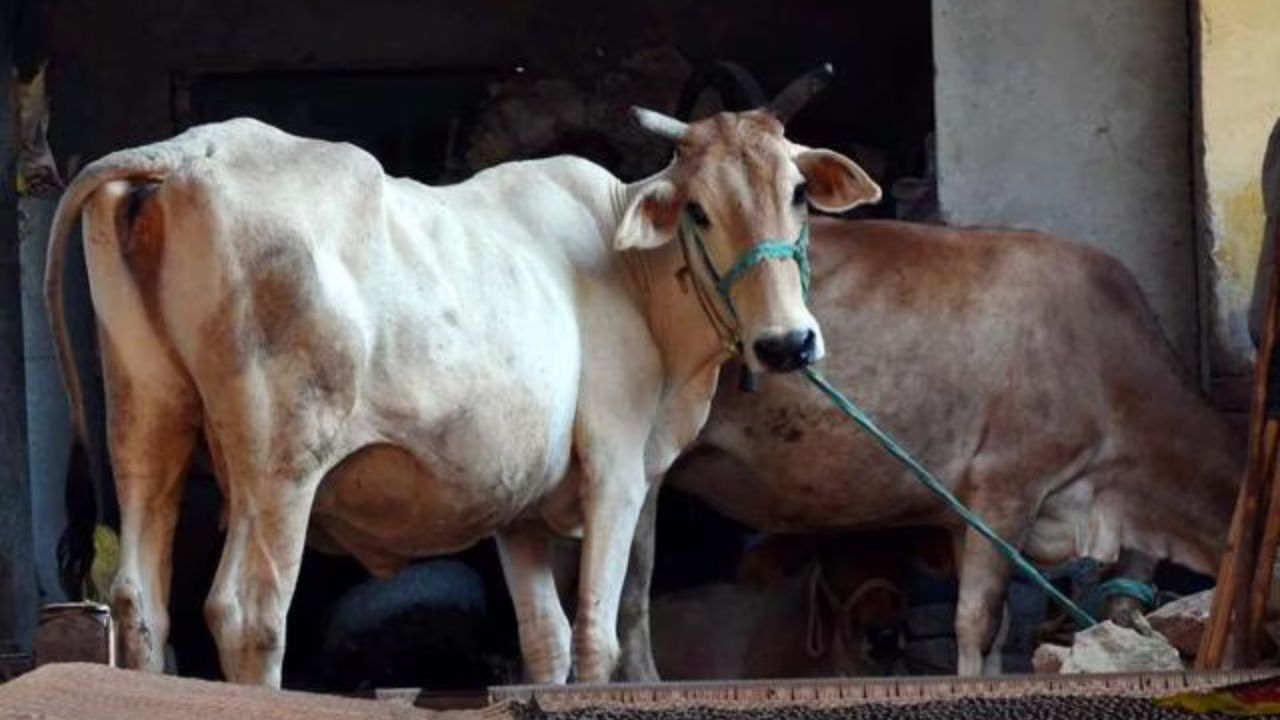 Sirhind cow slaughter case: सुनसान जगह से तस्करों की कार बरामद, पुलिस जांच में जुटी Sirhind cow slaughter case: सुनसान जगह से तस्करों की कार बरामद, पुलिस जांच में जुटी