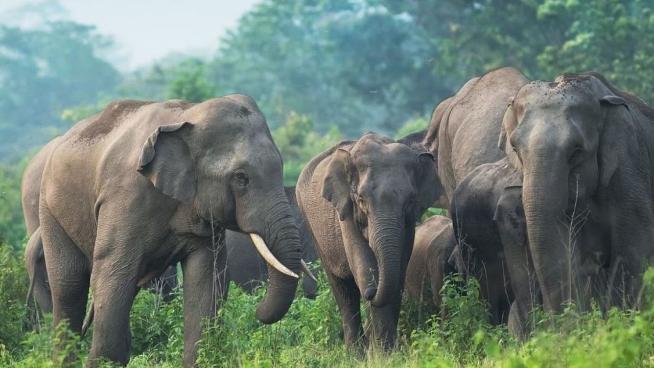 Uttrakhand news: लैंसडौन जंगल में हाथी के हमले से ग्रामीण की मौत, क्षेत्र में दहशत का माहौल Uttrakhand news: लैंसडौन जंगल में हाथी के हमले से ग्रामीण की मौत, क्षेत्र में दहशत का माहौल