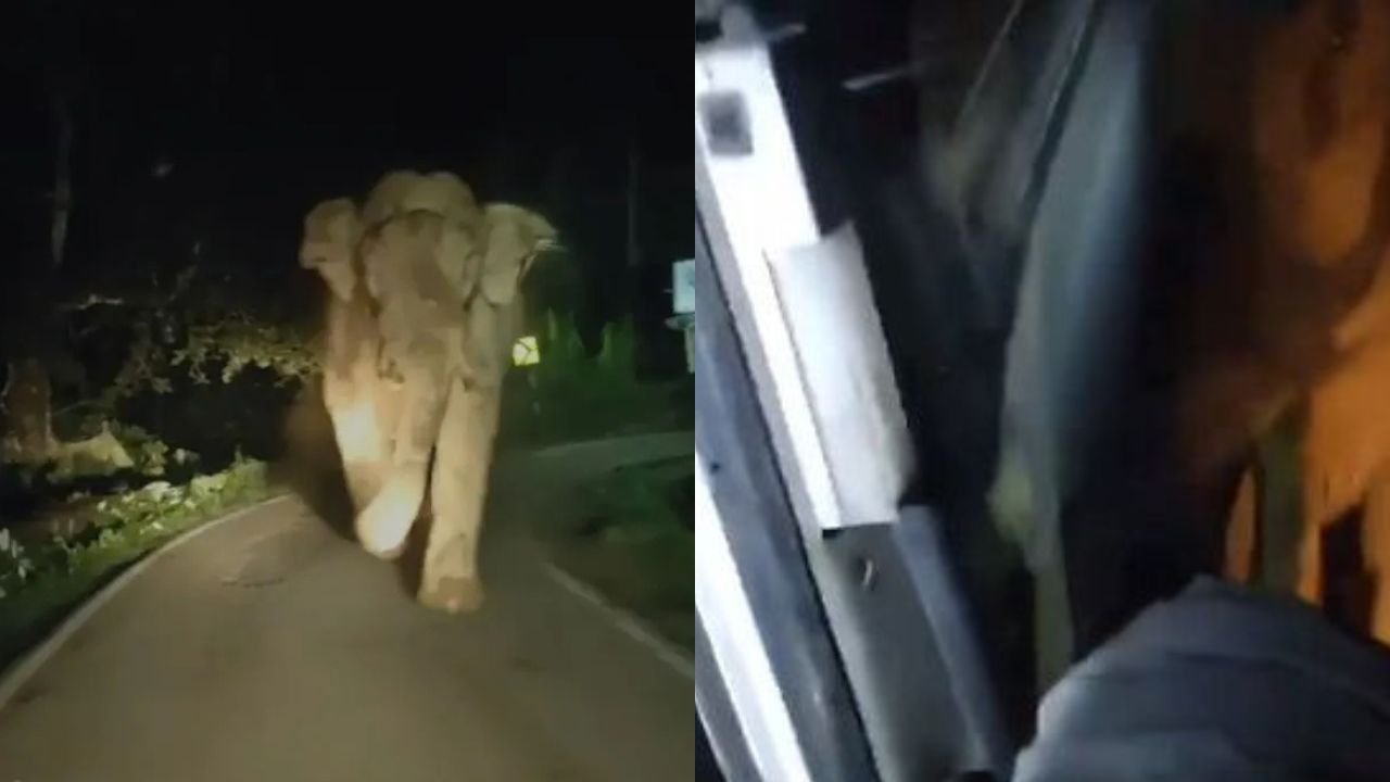 Tamil Nadu: गजराज का कहर, गश्त कर रहे वन विभाग के कर्मचारियों की जीप पलटी, वीडियो वायरल Tamil Nadu: गजराज का कहर, गश्त कर रहे वन विभाग के कर्मचारियों की जीप पलटी, वीडियो वायरल