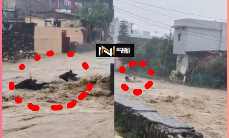 Uttarakhand: मूसलाधार बारिश से हाहाकार, जन जीवन प्रभावित, नदी में बहे पशु…….देखें वीडियो!