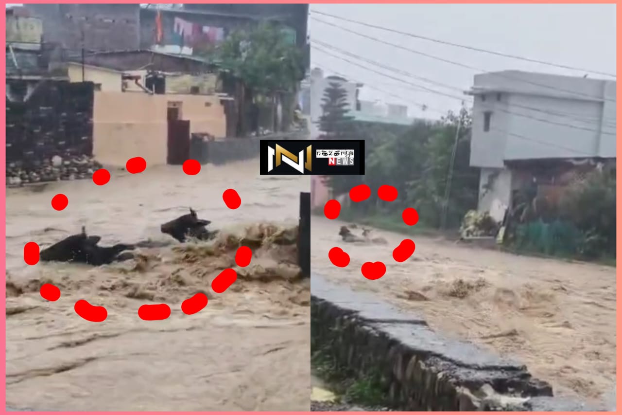 Uttarakhand: मूसलाधार बारिश से हाहाकार, जन जीवन प्रभावित, नदी में बहे पशु…….देखें वीडियो! Uttarakhand: मूसलाधार बारिश से हाहाकार, जन जीवन प्रभावित, नदी में बहे पशु…….देखें वीडियो!