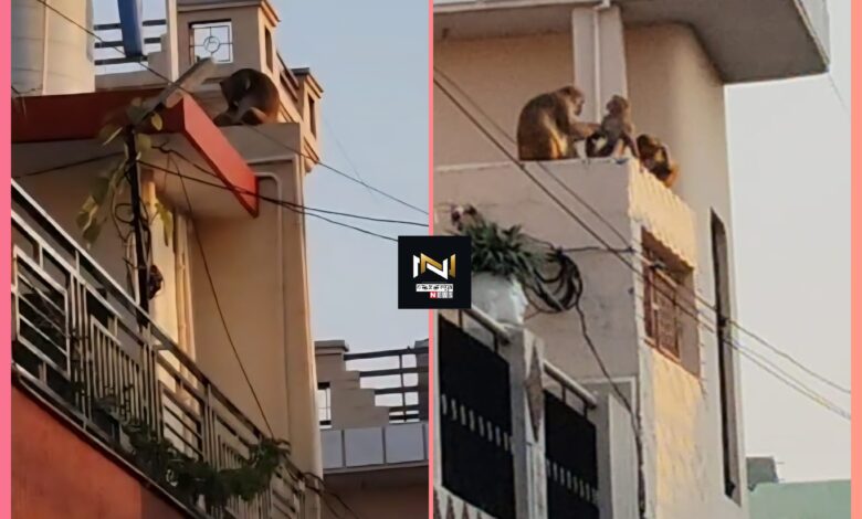 Roorkee: नगर में पधारी वानर सेना, वानर सेना ने उछल कूद मचाया उत्पात, क्षेत्रवासियों हुए भयभीत Roorkee: नगर में पधारी वानर सेना, वानर सेना ने उछल कूद मचाया उत्पात, क्षेत्रवासियों हुए भयभीत