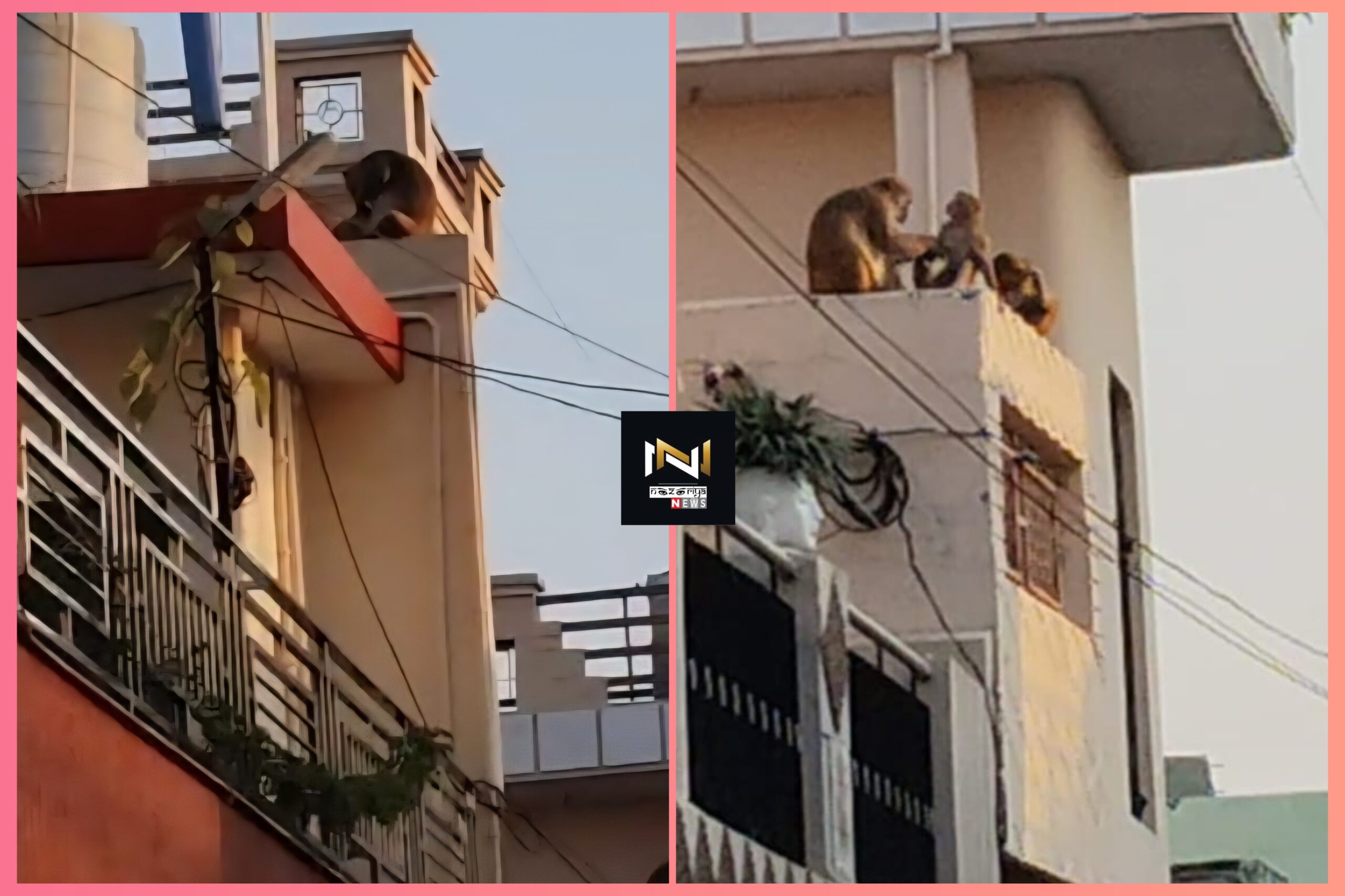 Roorkee: नगर में पधारी वानर सेना, वानर सेना ने उछल कूद मचाया उत्पात, क्षेत्रवासियों हुए भयभीत Roorkee: नगर में पधारी वानर सेना, वानर सेना ने उछल कूद मचाया उत्पात, क्षेत्रवासियों हुए भयभीत